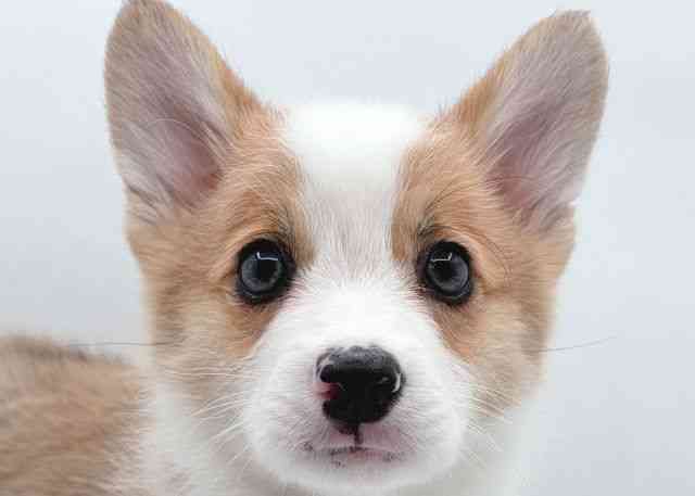 島根県のウェルシュコーギーペンブローク (ひごペットフレンドリーイオン松江ショッピングセンター店/2026年1月25日生まれ/女の子/レッドホワイト)の子犬の1枚目の画像