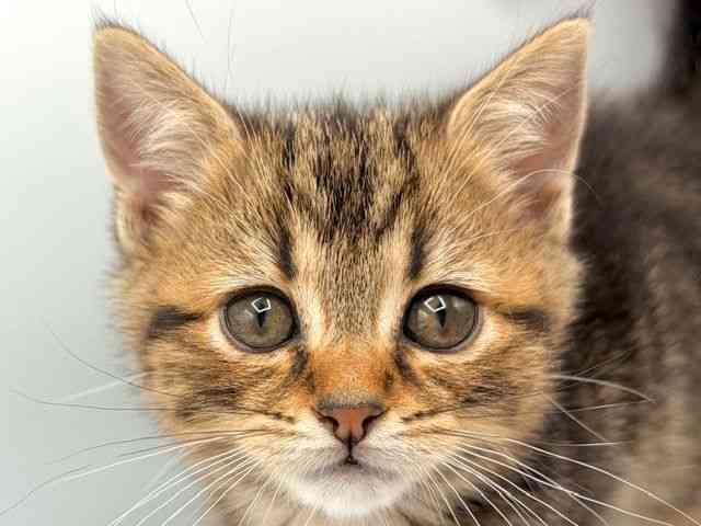 愛知県のスコティッシュフォールド (ひごペットフレンドリープライムツリー赤池店/2026年1月24日生まれ/男の子/ブラウンタビー)の子猫の1枚目の画像