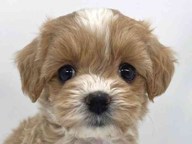 兵庫県のマルプー(マルチーズ×プードル) (ひごペットフレンドリーイオンタウン加古川店/2026年1月25日生まれ/女の子/フォーンホワイト)の子犬