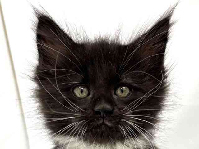 大阪府のメインクーン (ひごペットフレンドリーイオンタウン茨木太田店/2026年1月24日生まれ/女の子/ブラックホワイト)の子猫の1枚目の画像