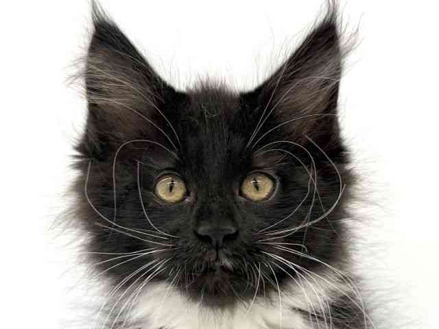 大阪府のメインクーン (ひごペットフレンドリーイオンタウン茨木太田店/2026年1月24日生まれ/女の子/ブラックホワイト)の子猫の1枚目の画像