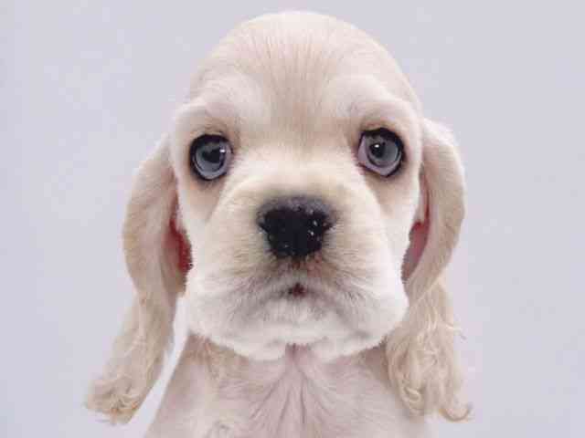 大阪府のアメリカンコッカースパニエル (ひごペットフレンドリーイズミヤショッピングセンター千里丘店/2026年1月24日生まれ/男の子/バフ)の子犬の1枚目の画像