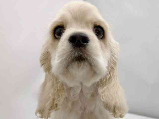 大阪府のアメリカンコッカースパニエル (ひごペットフレンドリーイズミヤショッピングセンター千里丘店/2026年1月24日生まれ/男の子/バフ)の子犬の1枚目の画像