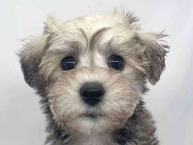 兵庫県のハーフ犬・ミックス犬 (ひごペットフレンドリーイオンタウン加古川店/2026年1月25日生まれ/女の子/ソルトペッパー)の子犬