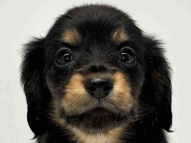 大阪府のカニンヘンダックスフンド(ロング) (ひごペットフレンドリーセブンパーク天美店/2026年1月24日生まれ/女の子/ブラックタン)の子犬の1枚目の画像