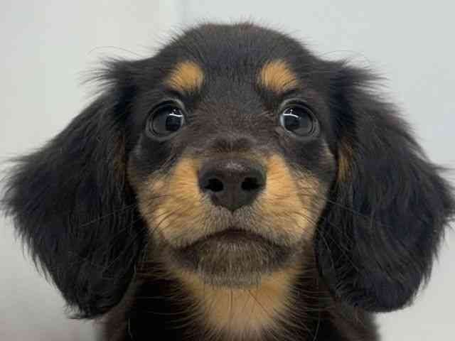 大阪府のカニンヘンダックスフンド(ロング) (ひごペットフレンドリーセブンパーク天美店/2026年1月24日生まれ/女の子/ブラックタン)の子犬の1枚目の画像