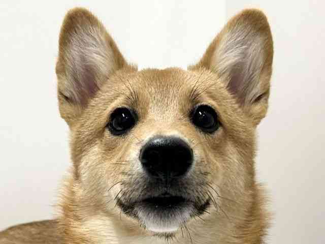 愛知県のハーフ犬・ミックス犬 (ひごペットフレンドリーららぽーと名古屋みなとアクルス店/2026年1月25日生まれ/男の子/赤)の子犬の1枚目の画像