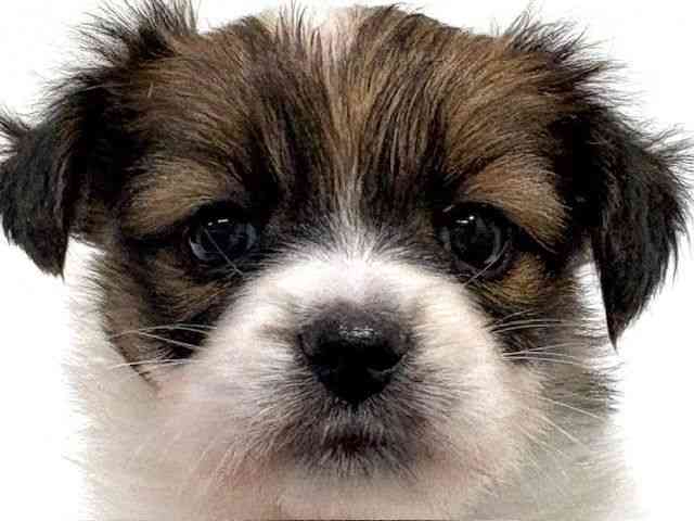 大阪府のパピヨン (ひごペットフレンドリーイオン高槻店/2026年1月24日生まれ/女の子/ホワイトブラウン)の子犬