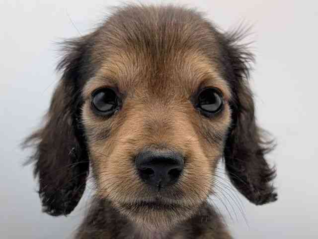 香川県のミニチュアダックスフンド(ロング) (ひごペットフレンドリーゆめタウン高松店/2026年1月25日生まれ/男の子/シェーデットイエロー)の子犬の1枚目の画像