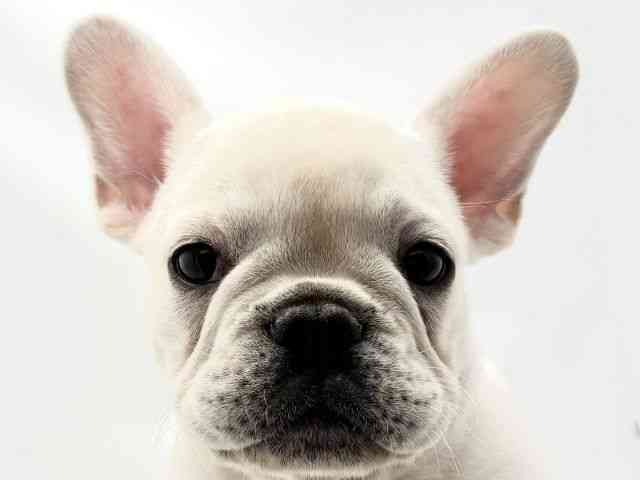 兵庫県のフレンチブルドッグ (ひごペットフレンドリークラウンパーク伊丹店/2026年1月24日生まれ/男の子/クリーム)の子犬の1枚目の画像