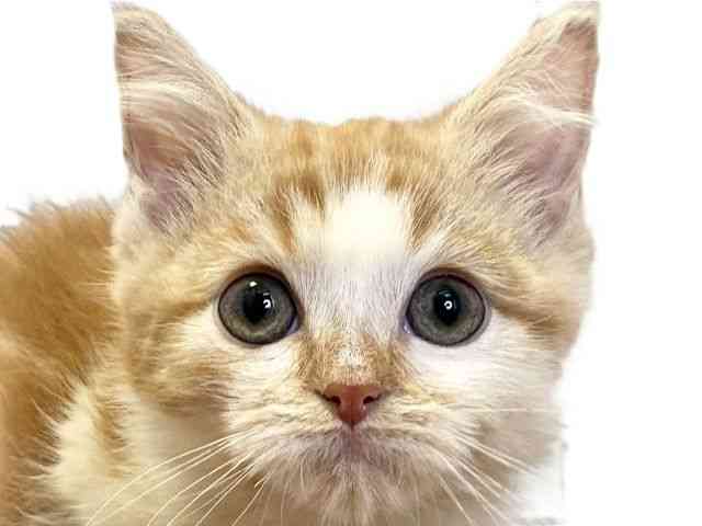 愛媛県のミヌエット (ひごペットフレンドリーエミフルMASAKI店/2026年1月24日生まれ/男の子/レッドタビーホワイト)の子猫の1枚目の画像