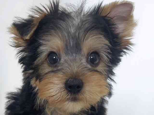 大阪府のヨークシャーテリア (ひごペットフレンドリーアクロスプラザ住之江店/2026年1月27日生まれ/男の子/スチールブルータン)の子犬の1枚目の画像