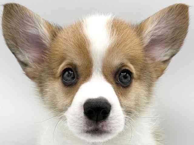 大阪府のウェルシュコーギーペンブローク (ひごペットフレンドリーららぽーとEXPOCITY店/2026年1月25日生まれ/男の子/レッドホワイト)の子犬の1枚目の画像