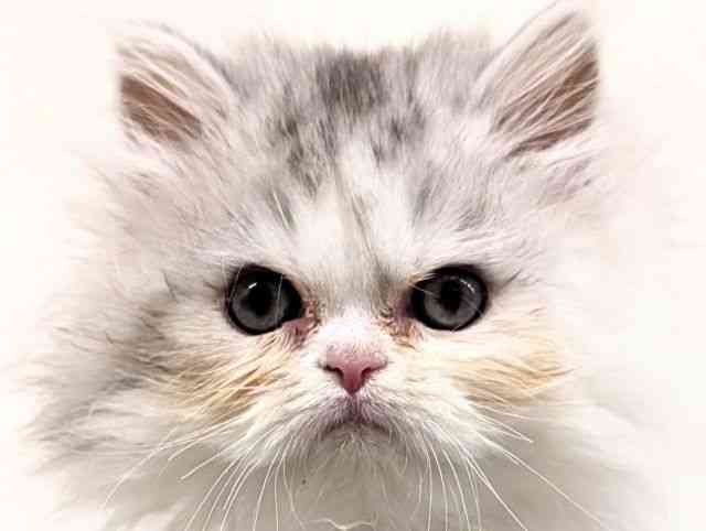 福岡県のエキゾチック (ひごペットフレンドリーリバーウォーク北九州店/2026年1月25日生まれ/女の子/シルバータビー)の子猫