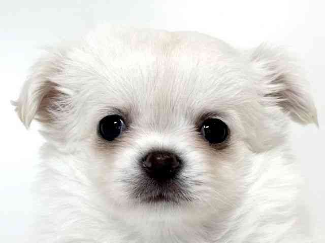 兵庫県のチワワ(ロング) (ひごペットフレンドリーイトーヨーカドー明石店/2026年1月26日生まれ/女の子/クリーム)の子犬の1枚目の画像