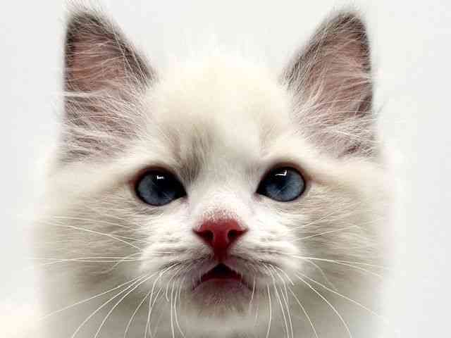 大阪府のラグドール (ひごペットフレンドリーみのおキューズモール店/2026年1月23日生まれ/男の子/ブルーポイントバイカラー)の子猫の1枚目の画像