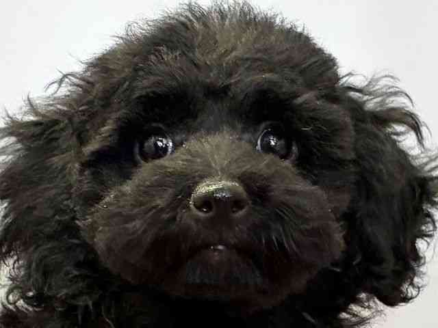 愛媛県のトイプードル(トイ) (ひごペットフレンドリーエミフルMASAKI店/2026年1月26日生まれ/男の子/ブラック)の子犬の1枚目の画像