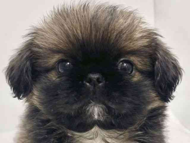 高知県のペキニーズ (ひごペットフレンドリーイオンモール高知店/2026年1月24日生まれ/男の子/フォーンホワイト)の子犬の1枚目の画像