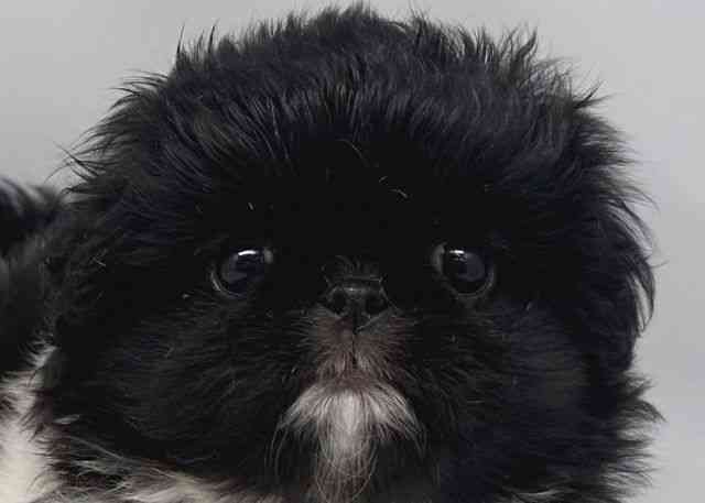 鳥取県のペキニーズ (ひごペットフレンドリーイオンモール鳥取北店/2026年1月26日生まれ/男の子/ブラックホワイト)の子犬の1枚目の画像