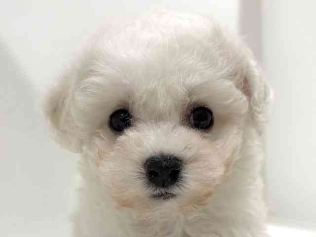 奈良県のビションフリーゼ (ひごペットフレンドリーイオンモール橿原ウエスト・ビレッジ店/2026年1月26日生まれ/男の子/ホワイト)の子犬