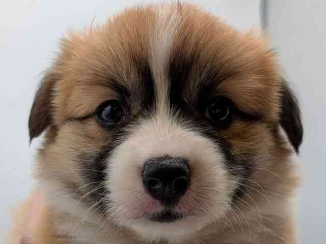 香川県のウェルシュコーギーペンブローク (ひごペットフレンドリーゆめタウン高松店/2026年1月25日生まれ/女の子/レッドホワイト)の子犬の1枚目の画像