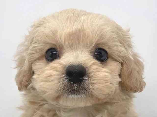 兵庫県のペキプー(ペキニーズ×プードル) (ひごペットフレンドリーイオンタウン加古川店/2026年1月25日生まれ/男の子/クリーム)の子犬