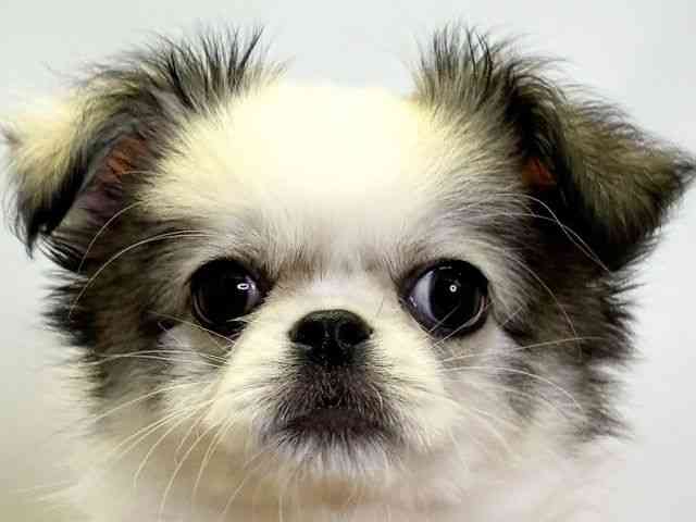 愛媛県のチワペキ/ペキチー/ペキチワ(チワワ×ペキニーズ) (ひごペットフレンドリーエミフルMASAKI店/2026年1月24日生まれ/女の子/パーティーカラー)の子犬の1枚目の画像