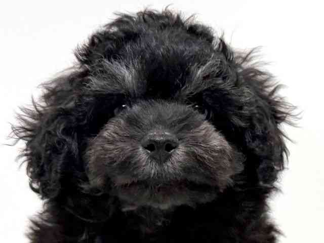 兵庫県のトイプードル(トイ) (ひごペットフレンドリーイトーヨーカドー明石店/2026年1月19日生まれ/男の子/ブラックタン)の子犬の1枚目の画像