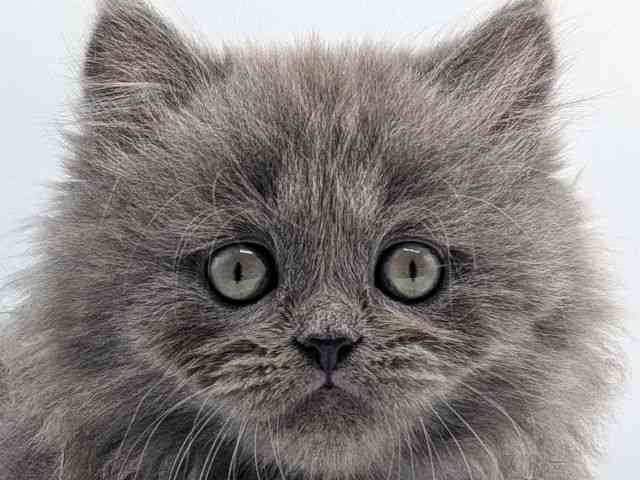 香川県のミヌエット (ひごペットフレンドリーゆめタウン高松店/2026年1月11日生まれ/男の子/ブルー)の子猫の1枚目の画像