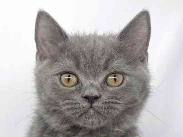 兵庫県のブリティッシュショートヘアー (ひごペットフレンドリーイオンタウン加古川店/2026年1月29日生まれ/男の子/ブルー)の子猫の1枚目の画像