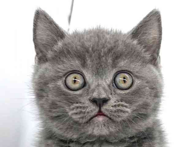 兵庫県のブリティッシュショートヘアー (ひごペットフレンドリーイオンタウン加古川店/2026年1月29日生まれ/男の子/ブルー)の子猫の1枚目の画像