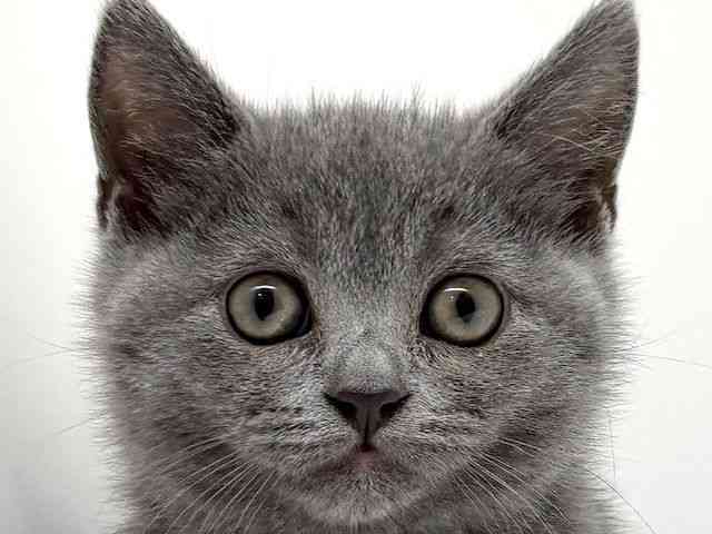 兵庫県のブリティッシュショートヘアー (ひごペットフレンドリーブルメールHAT神戸店/2026年1月29日生まれ/女の子/ブルー)の子猫の1枚目の画像