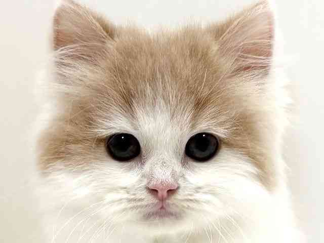 兵庫県のサイベリアン (ひごペットフレンドリーブルメールHAT神戸店/2026年1月31日生まれ/男の子/カメオホワイト)の子猫の1枚目の画像