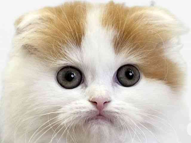 愛媛県のスコティッシュフォールド (ひごペットフレンドリーエミフルMASAKI店/2026年1月31日生まれ/男の子/レッドホワイト)の子猫の1枚目の画像