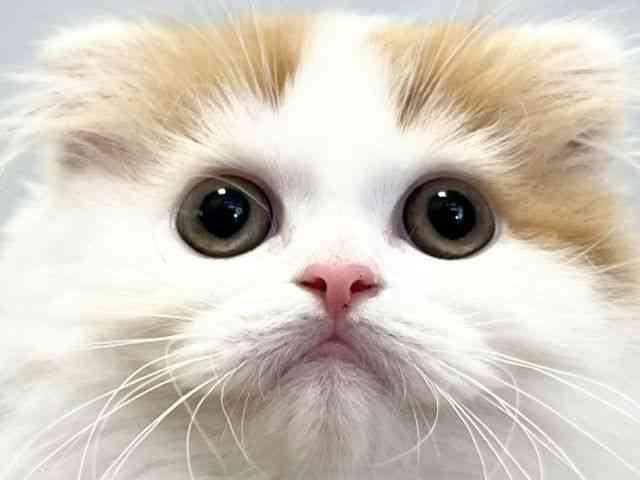 愛媛県のスコティッシュフォールド (ひごペットフレンドリーエミフルMASAKI店/2026年1月31日生まれ/男の子/レッドホワイト)の子猫の1枚目の画像