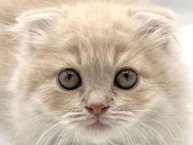 愛知県のスコティッシュフォールド (ひごペットフレンドリープライムツリー赤池店/2026年1月31日生まれ/男の子/カメオタビーホワイト)の子猫