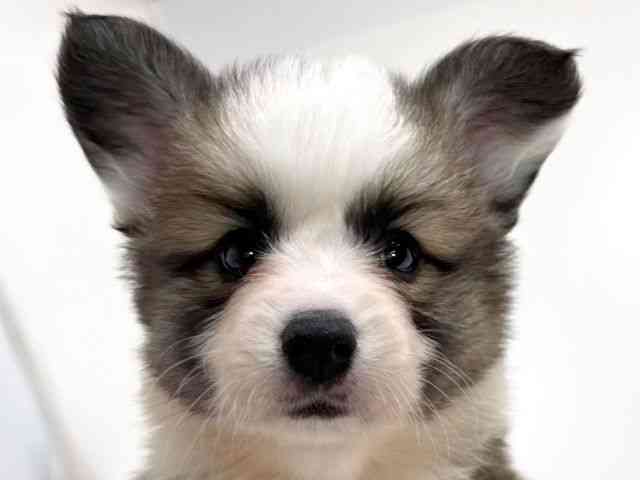 兵庫県のウェルシュコーギーペンブローク (ひごペットフレンドリーイトーヨーカドー明石店/2026年2月1日生まれ/女の子/レッドホワイト)の子犬の1枚目の画像