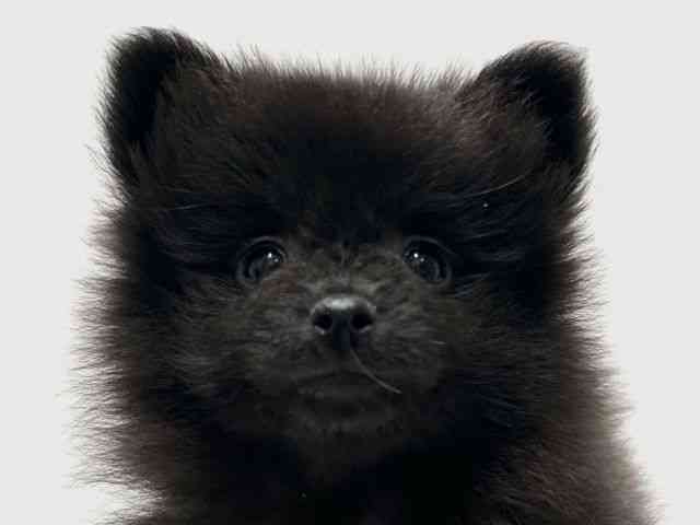 愛知県のポメラニアン (ひごペットフレンドリーららぽーと名古屋みなとアクルス店/2026年1月29日生まれ/女の子/ブラック)の子犬の1枚目の画像