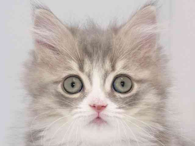 大阪府のミヌエット (ひごペットフレンドリーイズミヤショッピングセンター千里丘店/2026年1月25日生まれ/男の子/ブルータビーホワイト)の子猫の1枚目の画像