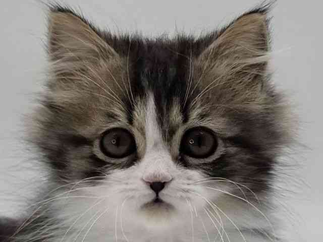 島根県のミヌエット (ひごペットフレンドリーイオンモール出雲店/2026年1月25日生まれ/男の子/ブラウンタビーホワイト)の子猫の1枚目の画像