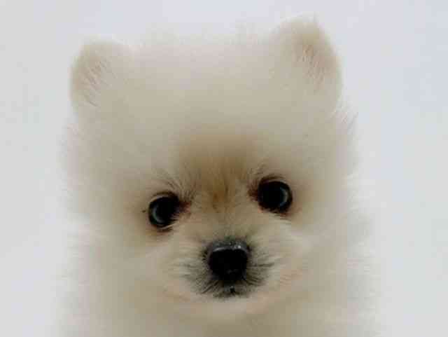 広島県のポメラニアン (ひごペットフレンドリーフジグラン神辺店/2026年1月29日生まれ/女の子/ホワイト)の子犬の1枚目の画像