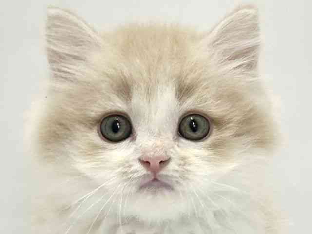 大阪府のラガマフィン (ひごペットフレンドリーアクロスプラザ住之江店/2026年1月31日生まれ/男の子/クリームホワイト)の子猫