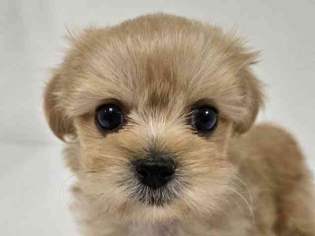 愛知県のペキプー(ペキニーズ×プードル) (ひごペットフレンドリーイトーヨーカドー知多店/2026年2月1日生まれ/女の子/アプリコット)の子犬の1枚目の画像