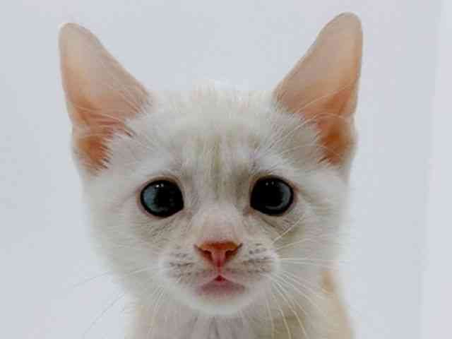 広島県のアメリカンショートヘアー (ひごペットフレンドリーフジグラン神辺店/2026年1月29日生まれ/男の子/クリームタビー)の子猫の1枚目の画像