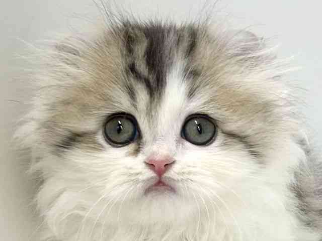 大阪府のアメリカンカール (ひごペットフレンドリーアクロスプラザ住之江店/2026年1月31日生まれ/女の子/ブラウンタビーホワイト)の子猫の1枚目の画像