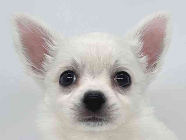 兵庫県のチワワ(ロング) (ひごペットフレンドリーイオンタウン加古川店/2026年1月31日生まれ/男の子/ホワイトクリーム)の子犬の1枚目の画像