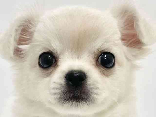 高知県のチワワ(ロング) (ひごペットフレンドリーイオンモール高知店/2026年1月31日生まれ/女の子/ホワイトクリーム)の子犬の1枚目の画像