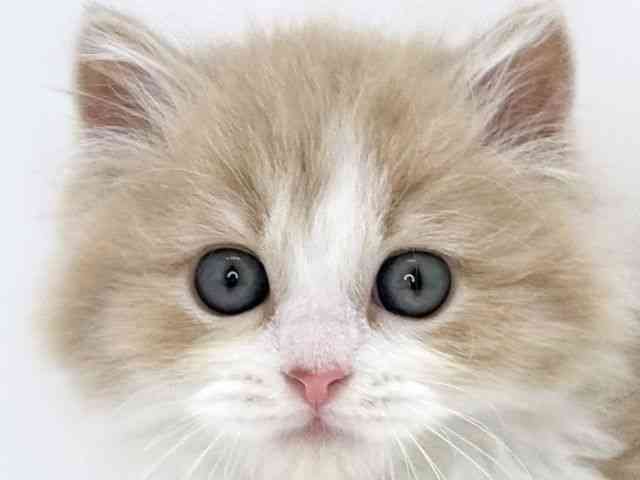 大阪府のラガマフィン (ひごペットフレンドリーいこらもーる泉佐野店/2026年1月31日生まれ/男の子/クリームタビーホワイト)の子猫の1枚目の画像