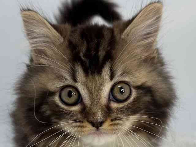 島根県のマンチカン (ひごペットフレンドリーイオンモール出雲店/2026年1月24日生まれ/男の子/ブラウンタビーホワイト)の子猫