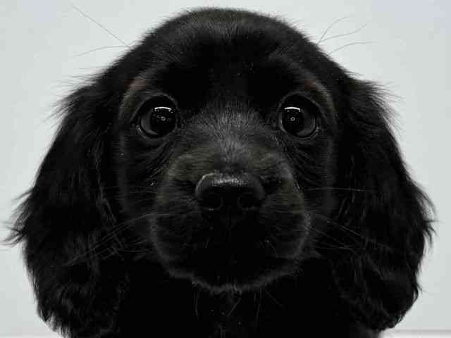 大阪府のミニチュアダックスフンド(ロング) (ひごペットフレンドリーセブンパーク天美店/2026年1月31日生まれ/女の子/ブラック)の子犬の1枚目の画像